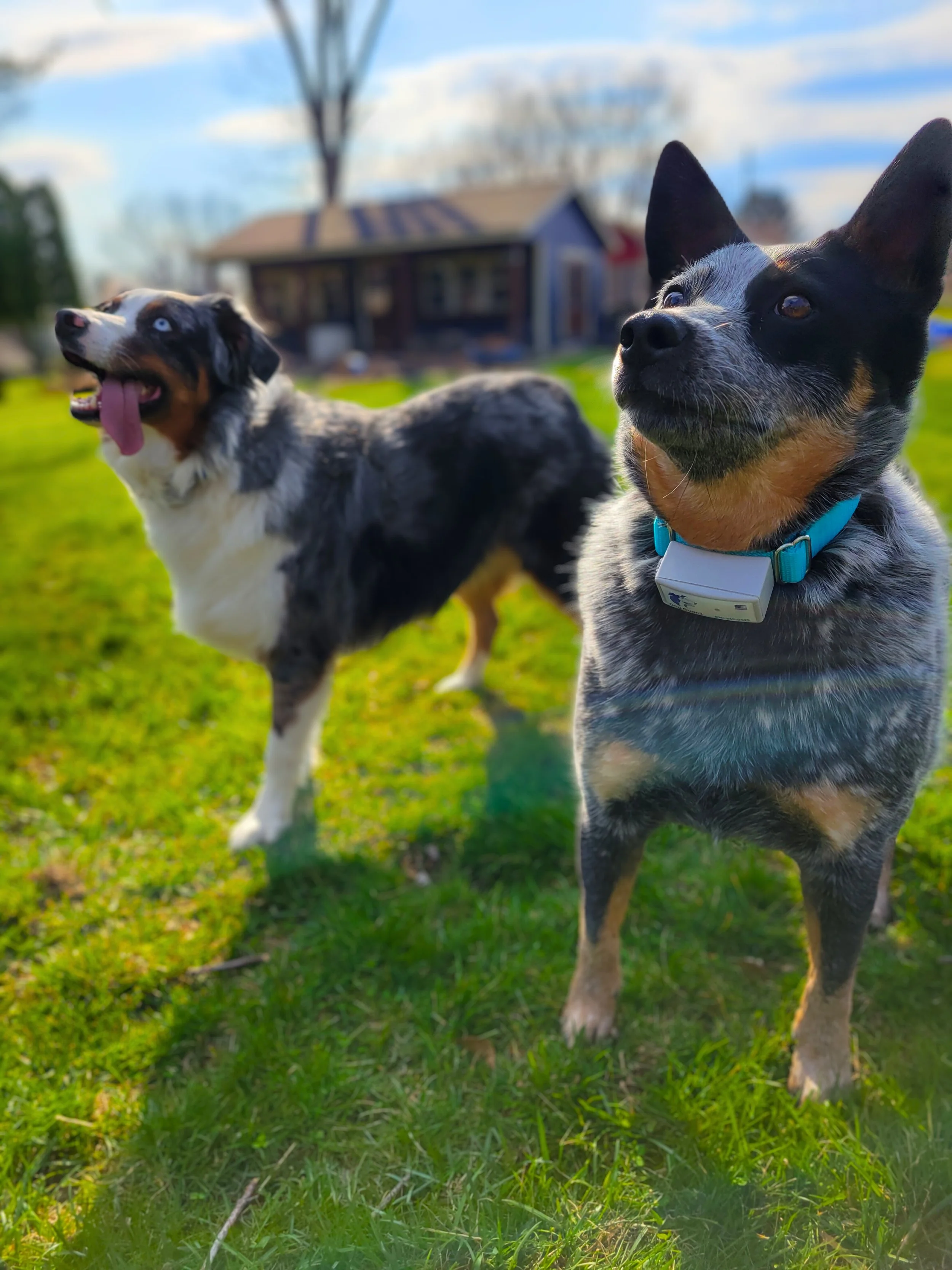 DOG GUARD 犬服 FEATHER×GLAHI LL Dog Guard of Ohio / Northeast Ohio Dog Fence Company